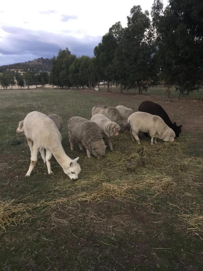 Taras Richmond Farmstay Campania Buitenkant foto