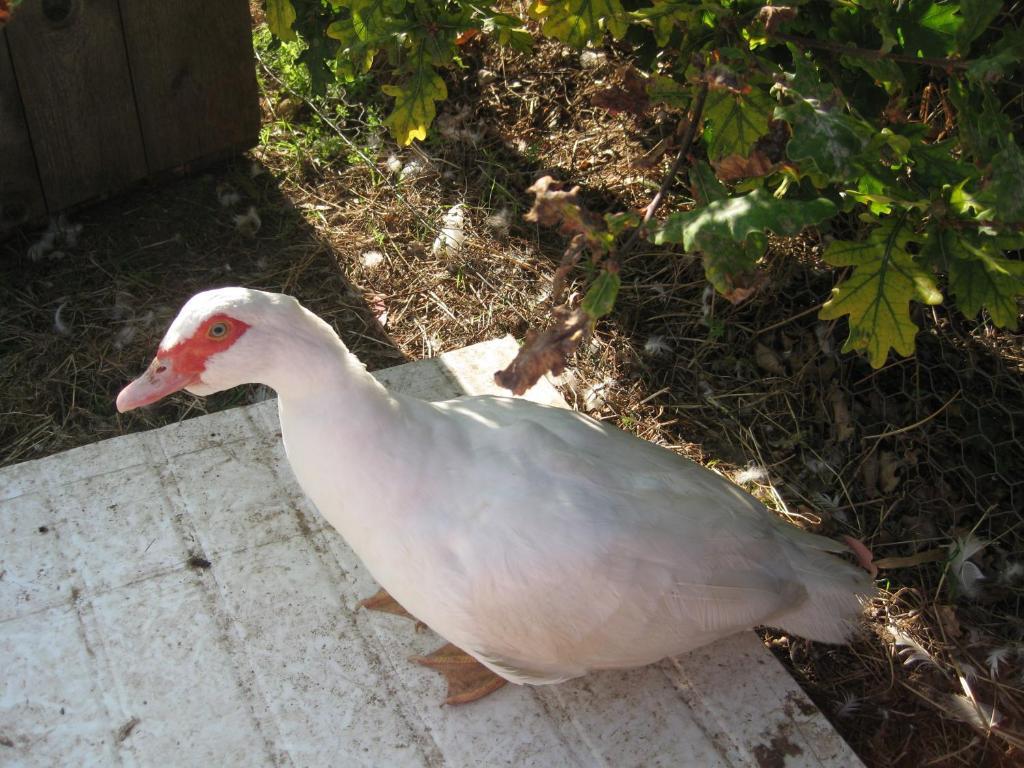 Taras Richmond Farmstay Campania Buitenkant foto
