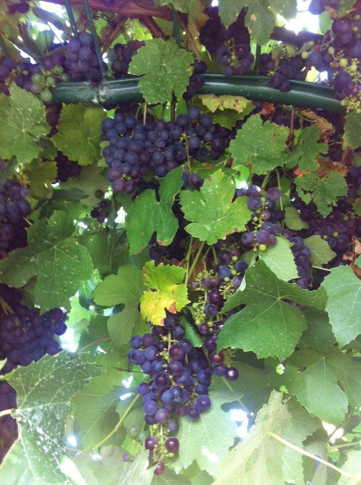 Taras Richmond Farmstay Campania Buitenkant foto